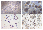 Primary Hepatocyte Cell Model Solutions